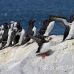 puffin_atlantic_msi_h_2136_can1253.jpg